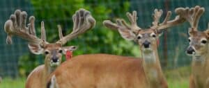 These M3 Whitetails redtag bucks in pen N15 are growing out nicely at our Texas whitetail deer farm.  M3 Whitetails are Texas deer breeders that specialize in raising and selling whitetail Breeder Bucks, whitetail DMP bucks, whitetail Stocker Bucks, as well as open and bred whitetail does. Big Texas Typicals are what buyers want when buying Texas DMP Bucks, Stocker Bucks, and Breeder Bucks.  Our whitetail deer for sale are sure to impress prospective buyers and are priced competitively.