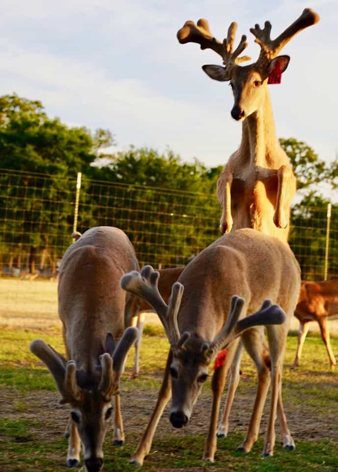 These M3-Red whitetail bucks are among our premium 2017 whitetail deer for sale on our Texas Deer Farm.
