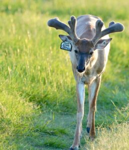 This M3 Whitetails buck is growing out nicely at our Texas whitetail deer farm.  M3 Whitetails are Texas deer breeders that specialize in raising and selling whitetail Breeder Bucks, whitetail DMP bucks, whitetail Stocker Bucks, as well as open and bred whitetail does. Big Texas Typicals are what buyers want when buying Texas DMP Bucks, Stocker Bucks, and Breeder Bucks.  Our whitetail deer for sale are sure to impress prospective buyers and are priced competitively.