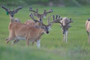 This M3 Whitetails buck is growing out nicely at our Texas whitetail deer farm.  M3 Whitetails are Texas deer breeders that specialize in raising and selling whitetail Breeder Bucks, whitetail DMP Bucks, whitetail Stocker Bucks, as well as open and bred whitetail does. Big Texas Typicals are what buyers want when buying Texas DMP Bucks, Stocker Bucks, and Breeder Bucks.  Our whitetail deer for sale are sure to impress prospective buyers and are priced competitively.