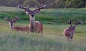 This M3 Whitetails buck is growing out nicely at our Texas whitetail deer farm.  M3 Whitetails are Texas deer breeders that specialize in raising and selling whitetail Breeder Bucks, whitetail DMP Bucks, whitetail Stocker Bucks, as well as open and bred whitetail does. Big Texas Typicals are what buyers want when buying Texas DMP Bucks, Stocker Bucks, and Breeder Bucks.  Our whitetail deer for sale are sure to impress prospective buyers and are priced competitively.