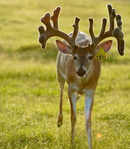 This M3 Whitetails buck is growing out nicely at our Texas whitetail deer farm.  M3 Whitetails are Texas deer breeders that specialize in raising and selling whitetail Breeder Bucks, whitetail DMP bucks, whitetail Stocker Bucks, as well as open and bred whitetail does. Big Texas Typicals are what buyers want when buying Texas DMP Bucks, Stocker Bucks, and Breeder Bucks.  Our whitetail deer for sale are sure to impress prospective buyers and are priced competitively.