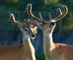 These M3 Whitetails bucks are growing out nicely at our Texas whitetail deer farm.  M3 Whitetails are Texas deer breeders that specialize in raising and selling whitetail Breeder Bucks, whitetail DMP bucks, whitetail Stocker Bucks, as well as open and bred whitetail does. Big Texas Typicals are what buyers want when buying Texas DMP Bucks, Stocker Bucks, and Breeder Bucks.  Our whitetail deer for sale are sure to impress prospective buyers and are priced competitively.