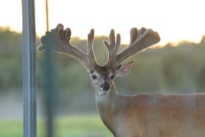 This M3 Whitetails buck is growing out nicely at our Texas whitetail deer farm. M3 Whitetails are Texas deer breeders that specialize in raising and selling whitetail Breeder Bucks, whitetail DMP Bucks, whitetail Stocker Bucks, as well as open and bred whitetail does. Big Texas Typicals are what buyers want when buying Texas DMP Bucks, Stocker Bucks, and Breeder Bucks. Our whitetail deer for sale are sure to impress prospective buyers and are priced competitively.