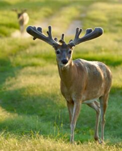 This M3 Whitetails buck is growing out nicely at our Texas whitetail deer farm. M3 Whitetails are Texas deer breeders that specialize in raising and selling whitetail Breeder Bucks, whitetail DMP bucks, whitetail Stocker Bucks, as well as open and bred whitetail does. Big Texas Typicals are what buyers want when buying Texas DMP Bucks, Stocker Bucks, and Breeder Bucks. Our whitetail deer for sale are sure to impress prospective buyers and are priced competitively.