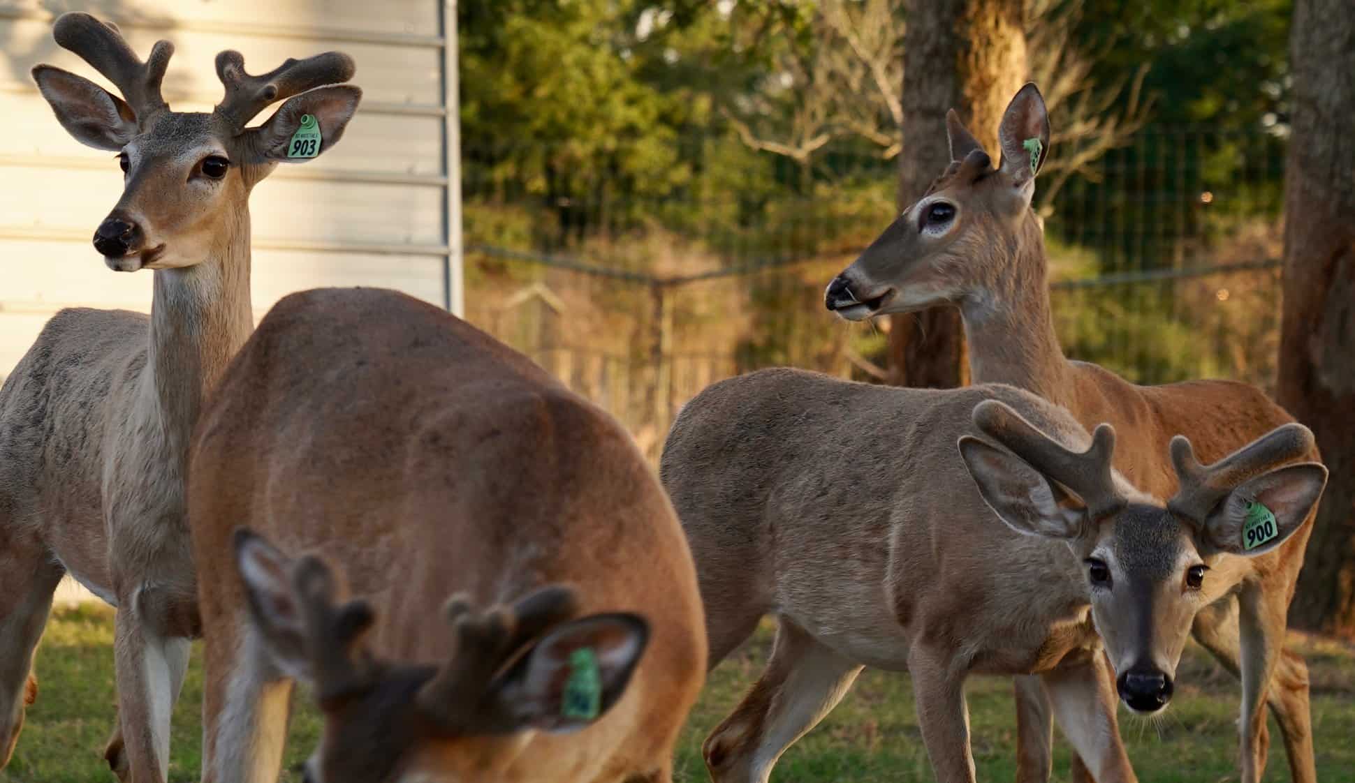 Starting to grow out in our 2019 buck pen on our deer farm in Texas are M3-Green 900, 903 and peers. Featured among our exceptional whitetail deer for sale which showcases their superb genetic lines.