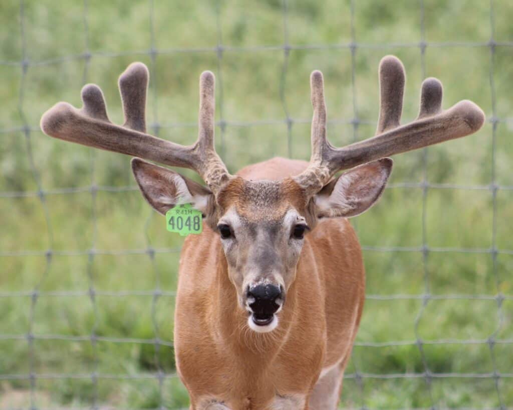 This M3 Whitetails buck is growing out nicely at our Texas whitetail deer farm. M3 Whitetails are Texas deer breeders that specialize in raising and selling whitetail Breeder Bucks, whitetail DMP Bucks, whitetail Stocker Bucks, as well as open and bred whitetail does. Big Texas Typicals are what buyers want when buying Texas DMP Bucks, Stocker Bucks, and Breeder Bucks. Our whitetail deer for sale are sure to impress prospective buyers and are priced competitively.