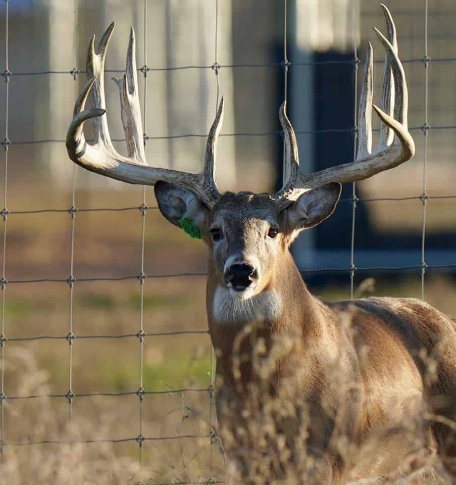 M3 Whitetails are Texas deer breeders that specialize in raising and selling whitetail Breeder Bucks, whitetail DMP Bucks, whitetail Stocker Bucks, as well as open and bred whitetail does. Big Texas Typicals are what buyers want when buying Texas DMP Bucks, Stocker Bucks, and Breeder Bucks. Our whitetail deer for sale are sure to impress prospective buyers and are priced competitively.