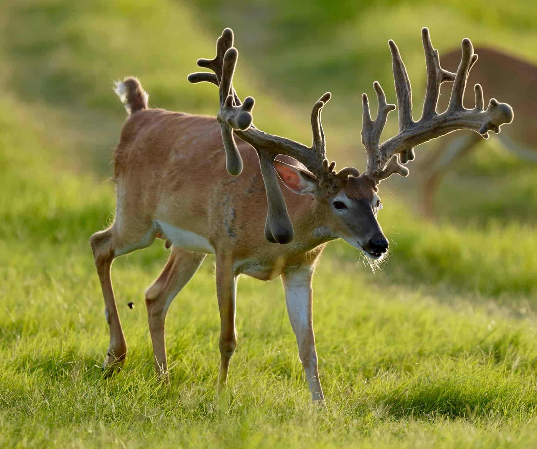 This M3 Whitetails buck is growing out nicely at our Texas whitetail deer farm. M3 Whitetails are Texas deer breeders that specialize in raising and selling whitetail Breeder Bucks, whitetail DMP Bucks, whitetail Stocker Bucks, as well as open and bred whitetail does. Big Texas Typicals are what buyers want when buying Texas DMP Bucks, Stocker Bucks, and Breeder Bucks. Our whitetail deer for sale are sure to impress prospective buyers and are priced competitively.