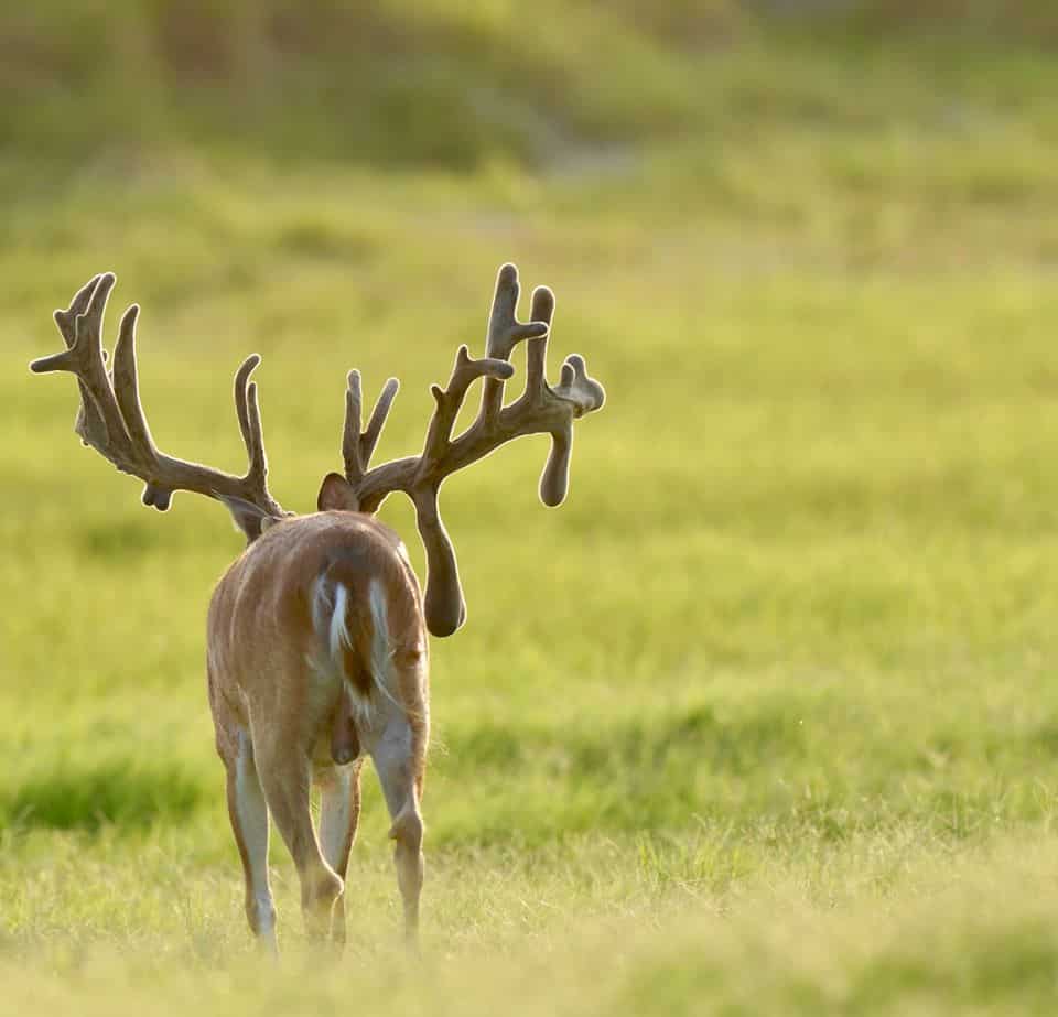 This M3 Whitetails buck is growing out nicely at our Texas whitetail deer farm. M3 Whitetails are Texas deer breeders that specialize in raising and selling whitetail Breeder Bucks, whitetail DMP Bucks, whitetail Stocker Bucks, as well as open and bred whitetail does. Big Texas Typicals are what buyers want when buying Texas DMP Bucks, Stocker Bucks, and Breeder Bucks. Our whitetail deer for sale are sure to impress prospective buyers and are priced competitively.