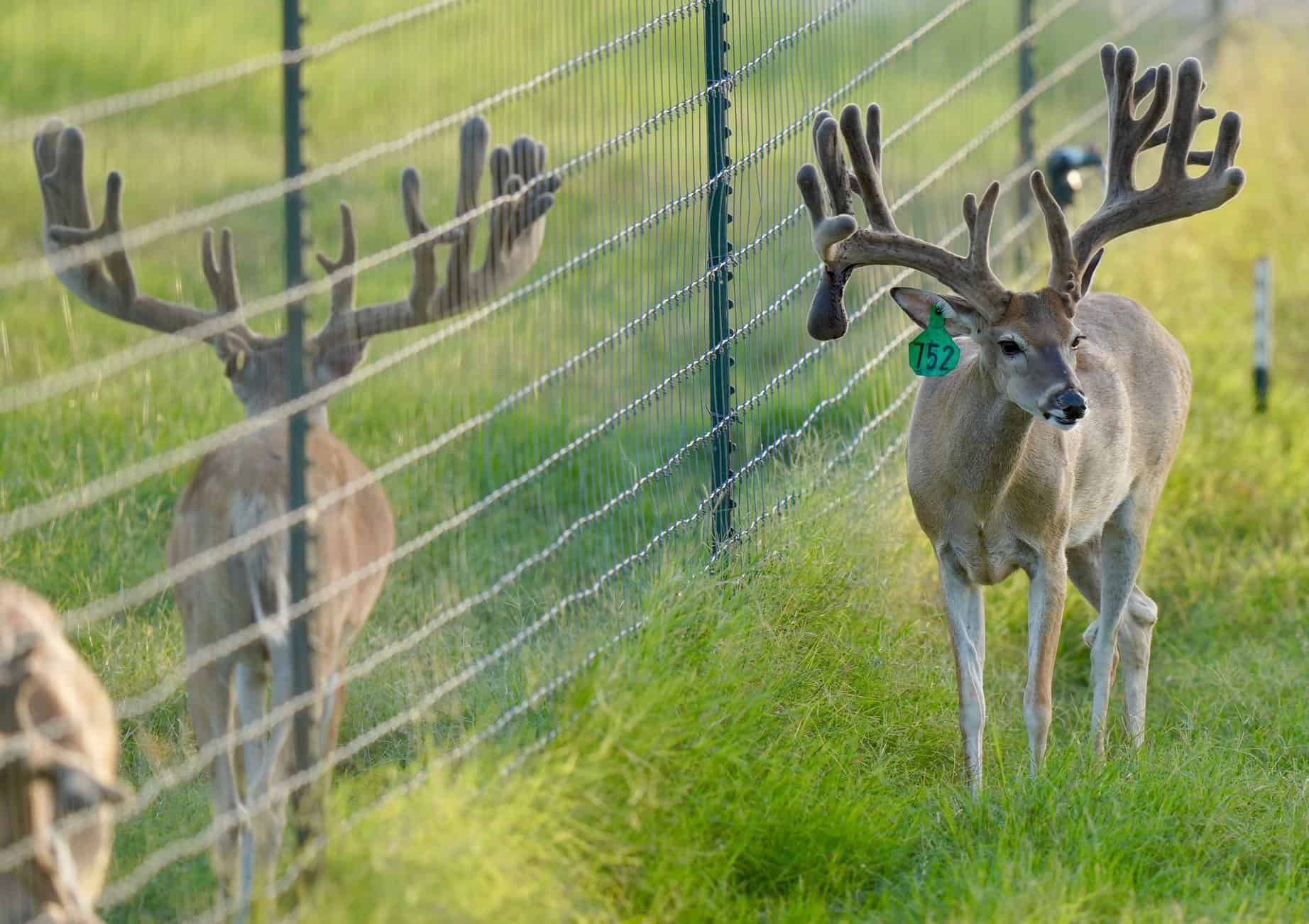 This M3 Whitetails buck is growing out nicely at our Texas whitetail deer farm. M3 Whitetails are Texas deer breeders that specialize in raising and selling whitetail Breeder Bucks, whitetail DMP Bucks, whitetail Stocker Bucks, as well as open and bred whitetail does. Big Texas Typicals are what buyers want when buying Texas DMP Bucks, Stocker Bucks, and Breeder Bucks. Our whitetail deer for sale are sure to impress prospective buyers and are priced competitively.