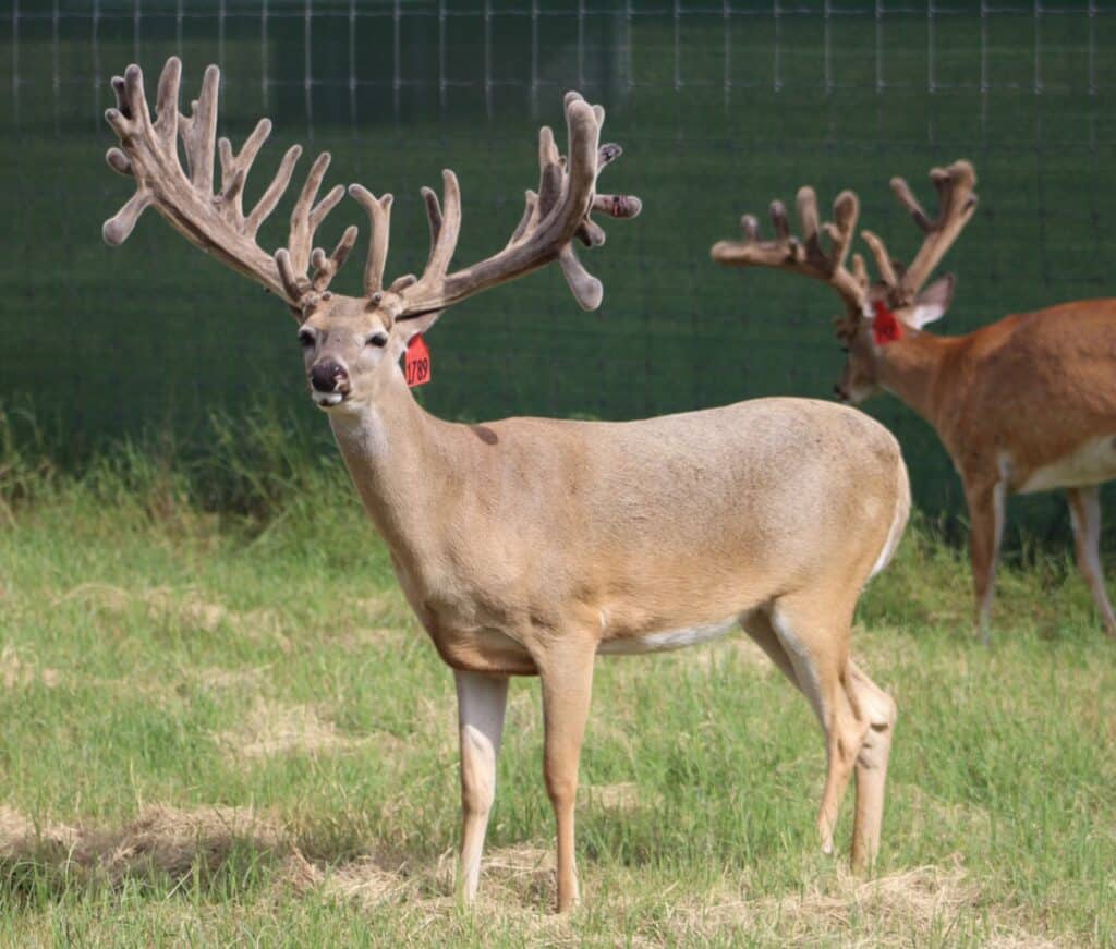 This M3 Whitetails buck is growing out nicely at our Texas whitetail deer farm. M3 Whitetails are Texas deer breeders that specialize in raising and selling whitetail Breeder Bucks, whitetail DMP Bucks, whitetail Stocker Bucks, as well as open and bred whitetail does. Big Texas Typicals are what buyers want when buying Texas DMP Bucks, Stocker Bucks, and Breeder Bucks. Our whitetail deer for sale are sure to impress prospective buyers and are priced competitively.