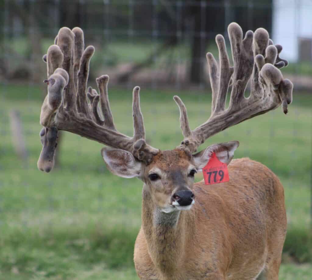 This M3 Whitetails buck is growing out nicely at our Texas whitetail deer farm. M3 Whitetails are Texas deer breeders that specialize in raising and selling whitetail Breeder Bucks, whitetail DMP Bucks, whitetail Stocker Bucks, as well as open and bred whitetail does. Big Texas Typicals are what buyers want when buying Texas DMP Bucks, Stocker Bucks, and Breeder Bucks. Our whitetail deer for sale are sure to impress prospective buyers and are priced competitively.