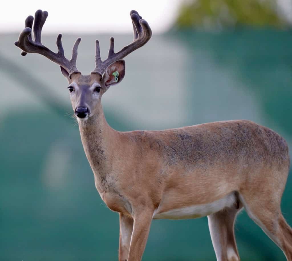 This M3 Whitetails buck is growing out nicely at our Texas whitetail deer farm. M3 Whitetails are Texas deer breeders that specialize in raising and selling whitetail Breeder Bucks, whitetail DMP Bucks, whitetail Stocker Bucks, as well as open and bred whitetail does. Big Texas Typicals are what buyers want when buying Texas DMP Bucks, Stocker Bucks, and Breeder Bucks. Our whitetail deer for sale are sure to impress prospective buyers and are priced competitively.
