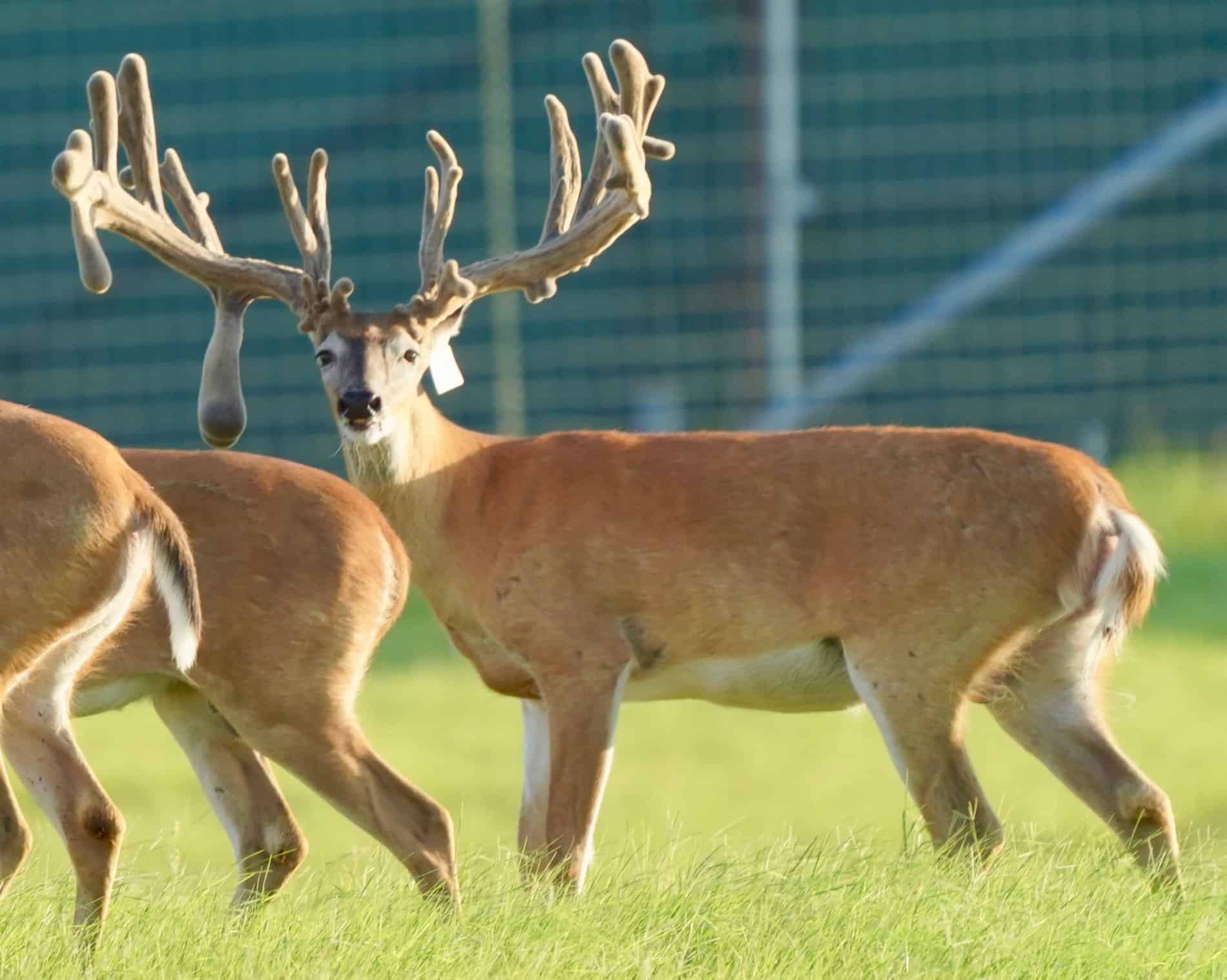 These M3 Whitetails bucks are growing out nicely at our Texas whitetail deer farm. M3 Whitetails are Texas deer breeders that specialize in raising and selling whitetail Breeder Bucks, whitetail DMP Bucks, whitetail Stocker Bucks, as well as open and bred whitetail does. Big Texas Typicals are what buyers want when buying Texas DMP Bucks, Stocker Bucks, and Breeder Bucks. Our whitetail deer for sale are sure to impress prospective buyers and are priced competitively.