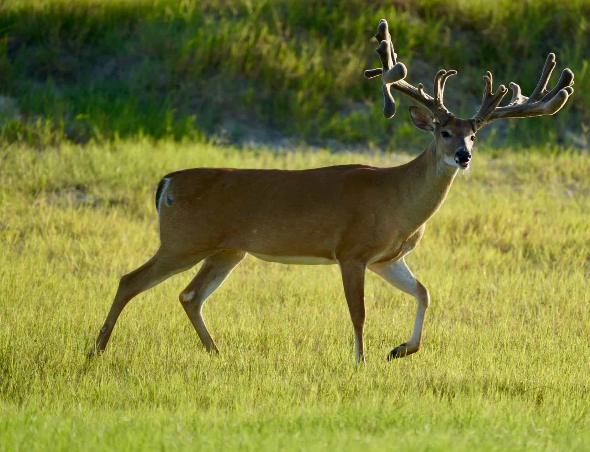 This M3 Whitetails buck is growing out nicely at our Texas whitetail deer farm. M3 Whitetails are Texas deer breeders that specialize in raising and selling whitetail Breeder Bucks, whitetail DMP Bucks, whitetail Stocker Bucks, as well as open and bred whitetail does. Big Texas Typicals are what buyers want when buying Texas DMP Bucks, Stocker Bucks, and Breeder Bucks. Our whitetail deer for sale are sure to impress prospective buyers and are priced competitively.
