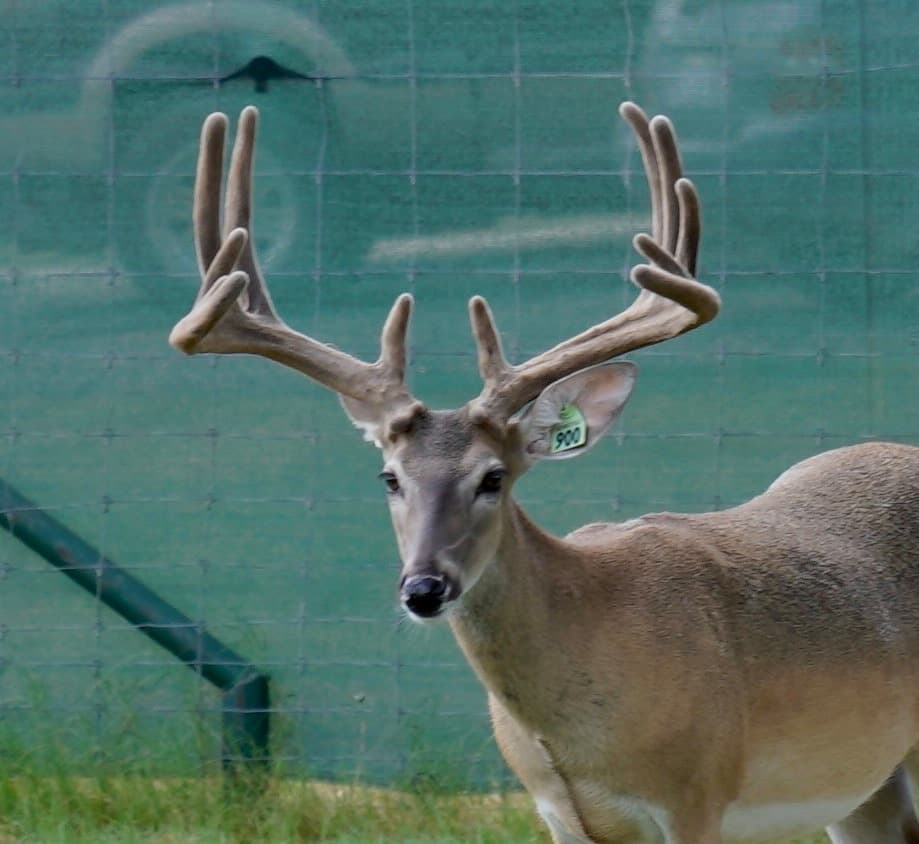 This M3 Whitetails buck is growing out nicely at our Texas whitetail deer farm. M3 Whitetails are Texas deer breeders that specialize in raising and selling whitetail Breeder Bucks, whitetail DMP Bucks, whitetail Stocker Bucks, as well as open and bred whitetail does. Big Texas Typicals are what buyers want when buying Texas DMP Bucks, Stocker Bucks, and Breeder Bucks. Our whitetail deer for sale are sure to impress prospective buyers and are priced competitively.