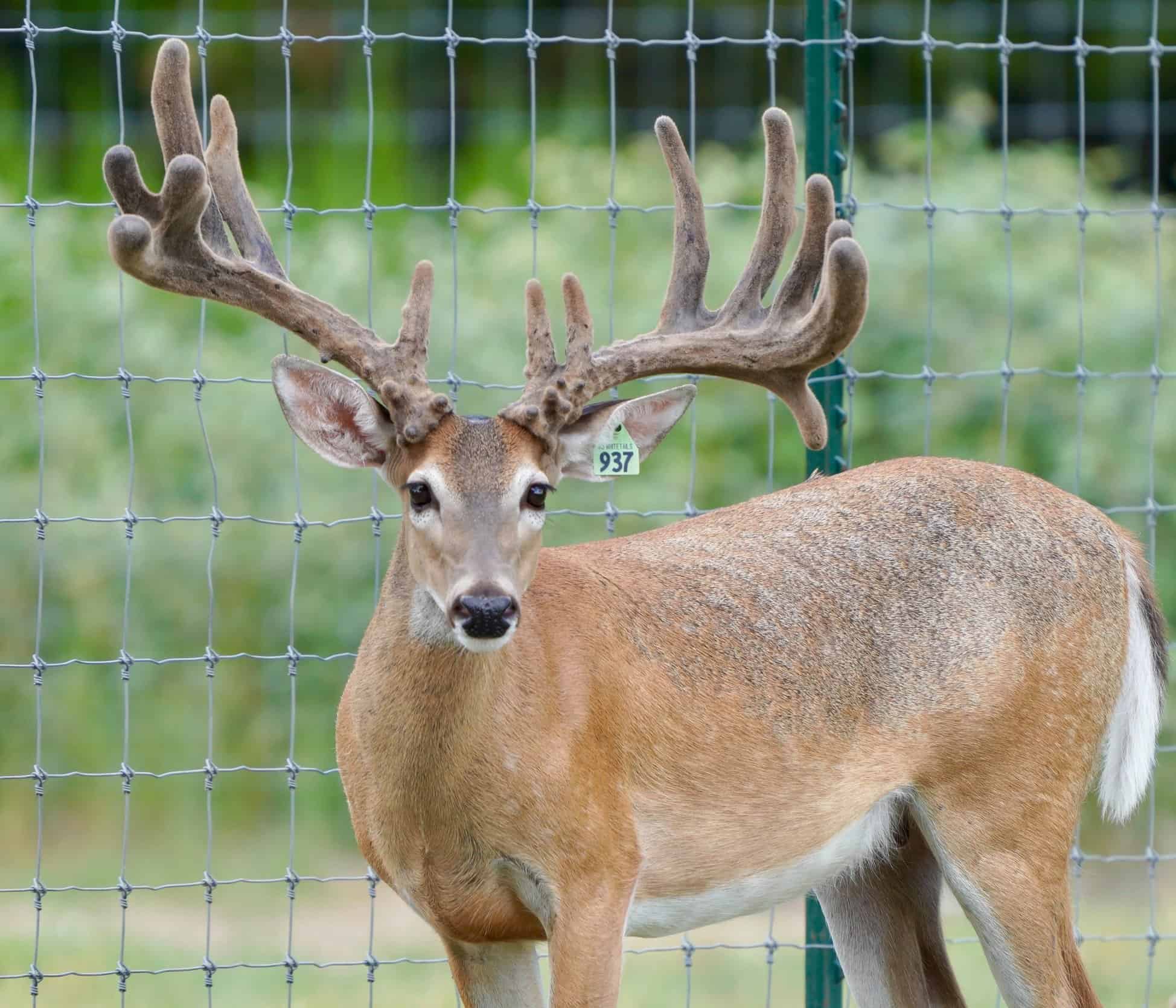 This M3 Whitetails buck is growing out nicely at our Texas whitetail deer farm. M3 Whitetails are Texas deer breeders that specialize in raising and selling whitetail Breeder Bucks, whitetail DMP Bucks, whitetail Stocker Bucks, as well as open and bred whitetail does. Big Texas Typicals are what buyers want when buying Texas DMP Bucks, Stocker Bucks, and Breeder Bucks. Our whitetail deer for sale are sure to impress prospective buyers and are priced competitively.