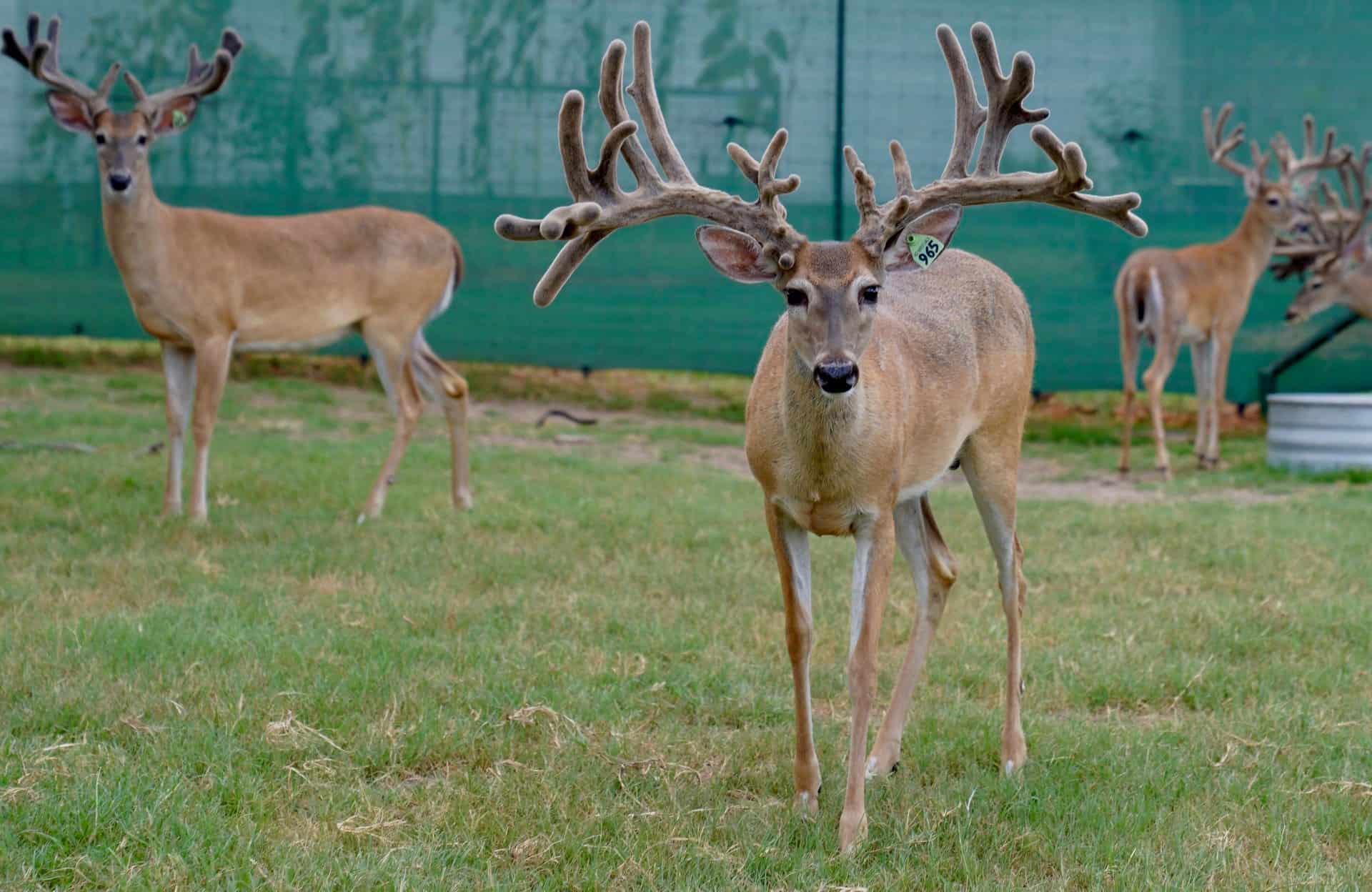 This M3 Whitetails buck is growing out nicely at our Texas whitetail deer farm. M3 Whitetails are Texas deer breeders that specialize in raising and selling whitetail Breeder Bucks, whitetail DMP Bucks, whitetail Stocker Bucks, as well as open and bred whitetail does. Big Texas Typicals are what buyers want when buying Texas DMP Bucks, Stocker Bucks, and Breeder Bucks. Our whitetail deer for sale are sure to impress prospective buyers and are priced competitively