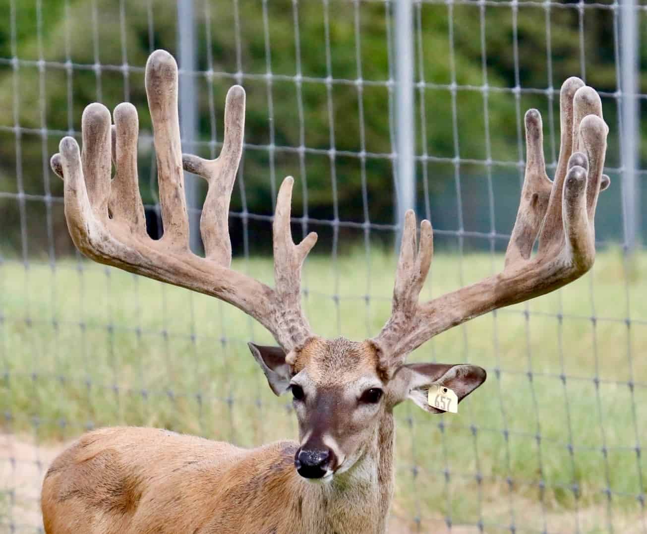This M3 Whitetails buck is growing out nicely at our Texas whitetail deer farm. M3 Whitetails are Texas deer breeders that specialize in raising and selling whitetail Breeder Bucks, whitetail DMP Bucks, whitetail Stocker Bucks, as well as open and bred whitetail does. Big Texas Typicals are what buyers want when buying Texas DMP Bucks, Stocker Bucks, and Breeder Bucks. Our whitetail deer for sale are sure to impress prospective buyers and are priced competitively.