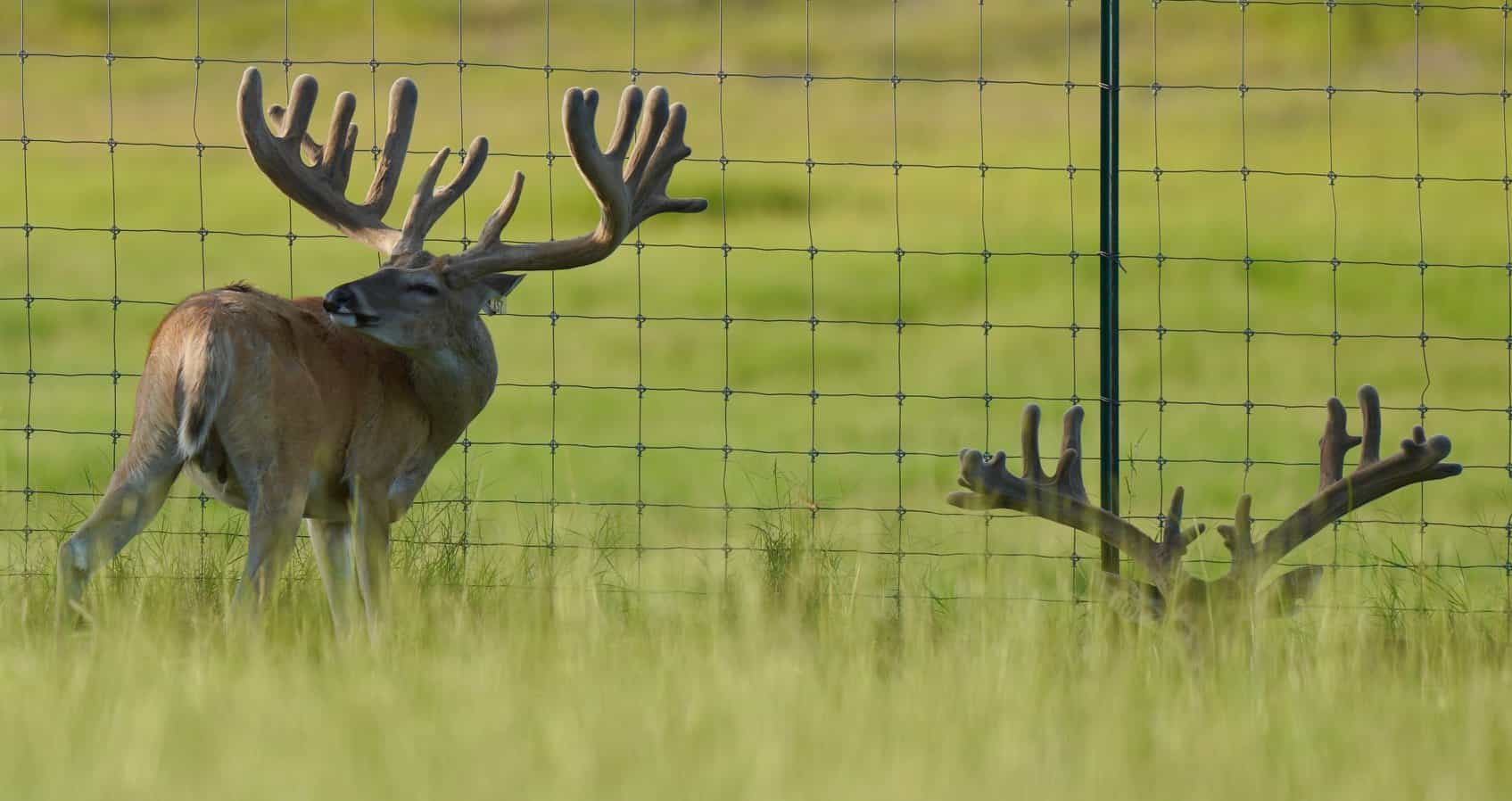 This M3 Whitetails buck is growing out nicely at our Texas whitetail deer farm. M3 Whitetails are Texas deer breeders that specialize in raising and selling whitetail Breeder Bucks, whitetail DMP Bucks, whitetail Stocker Bucks, as well as open and bred whitetail does. Big Texas Typicals are what buyers want when buying Texas DMP Bucks, Stocker Bucks, and Breeder Bucks. Our whitetail deer for sale are sure to impress prospective buyers and are priced competitively.