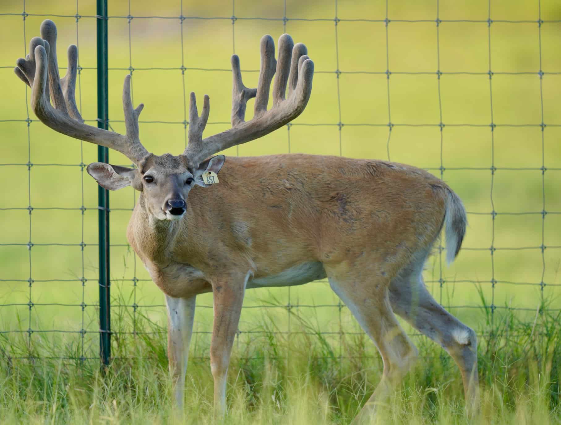 This M3 Whitetails buck is growing out nicely at our Texas whitetail deer farm. M3 Whitetails are Texas deer breeders that specialize in raising and selling whitetail Breeder Bucks, whitetail DMP Bucks, whitetail Stocker Bucks, as well as open and bred whitetail does. Big Texas Typicals are what buyers want when buying Texas DMP Bucks, Stocker Bucks, and Breeder Bucks. Our whitetail deer for sale are sure to impress prospective buyers and are priced competitively.
