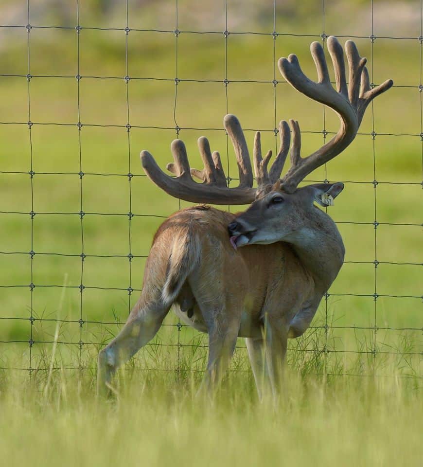 This M3 Whitetails buck is growing out nicely at our Texas whitetail deer farm. M3 Whitetails are Texas deer breeders that specialize in raising and selling whitetail Breeder Bucks, whitetail DMP Bucks, whitetail Stocker Bucks, as well as open and bred whitetail does. Big Texas Typicals are what buyers want when buying Texas DMP Bucks, Stocker Bucks, and Breeder Bucks. Our whitetail deer for sale are sure to impress prospective buyers and are priced competitively.