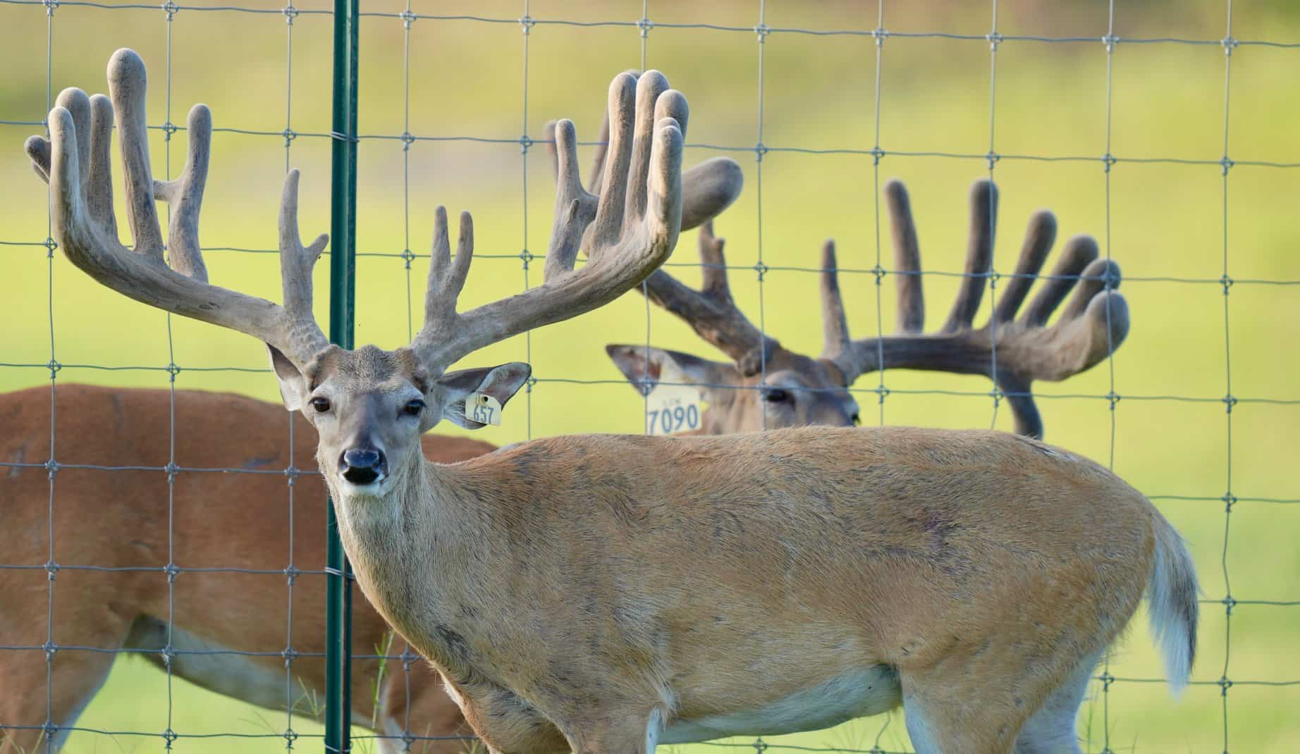 These M3 Whitetails bucks are growing out nicely at our Texas whitetail deer farm. M3 Whitetails are Texas deer breeders that specialize in raising and selling whitetail Breeder Bucks, whitetail DMP Bucks, whitetail Stocker Bucks, as well as open and bred whitetail does. Big Texas Typicals are what buyers want when buying Texas DMP Bucks, Stocker Bucks, and Breeder Bucks. Our whitetail deer for sale are sure to impress prospective buyers and are priced competitively.