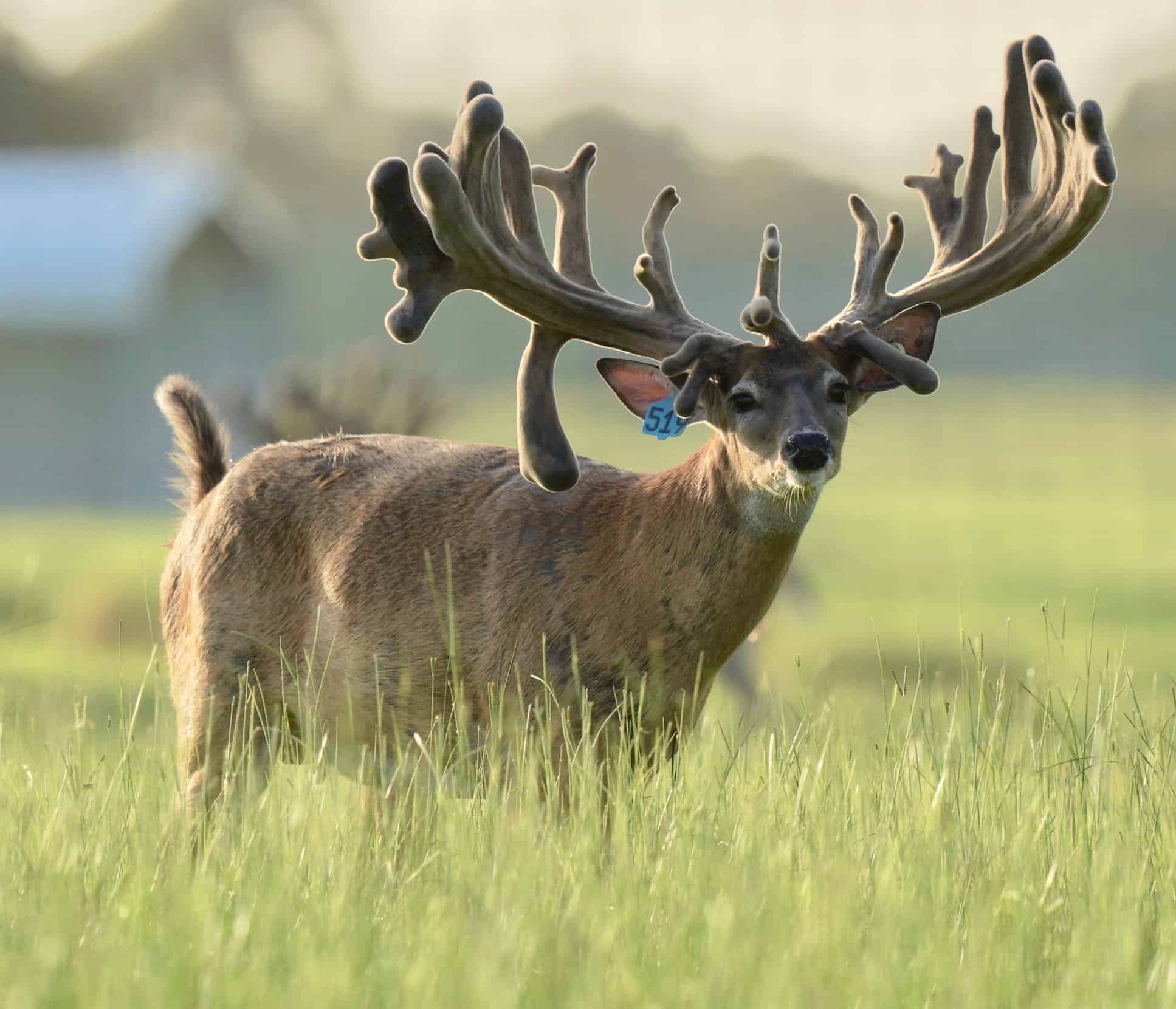 This M3 Whitetails buck is growing out nicely at our Texas whitetail deer farm. M3 Whitetails are Texas deer breeders that specialize in raising and selling whitetail Breeder Bucks, whitetail DMP Bucks, whitetail Stocker Bucks, as well as open and bred whitetail does. Big Texas Typicals are what buyers want when buying Texas DMP Bucks, Stocker Bucks, and Breeder Bucks. Our whitetail deer for sale are sure to impress prospective buyers and are priced competitively.