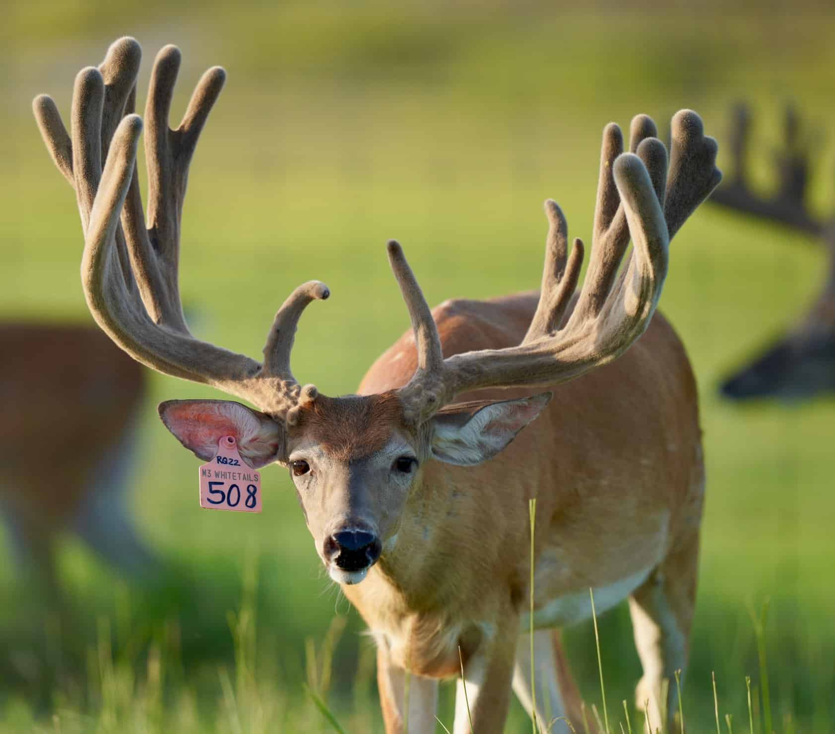 This M3 Whitetails buck is growing out nicely at our Texas whitetail deer farm. M3 Whitetails are Texas deer breeders that specialize in raising and selling whitetail Breeder Bucks, whitetail DMP Bucks, whitetail Stocker Bucks, as well as open and bred whitetail does. Big Texas Typicals are what buyers want when buying Texas DMP Bucks, Stocker Bucks, and Breeder Bucks. Our whitetail deer for sale are sure to impress prospective buyers and are priced competitively.