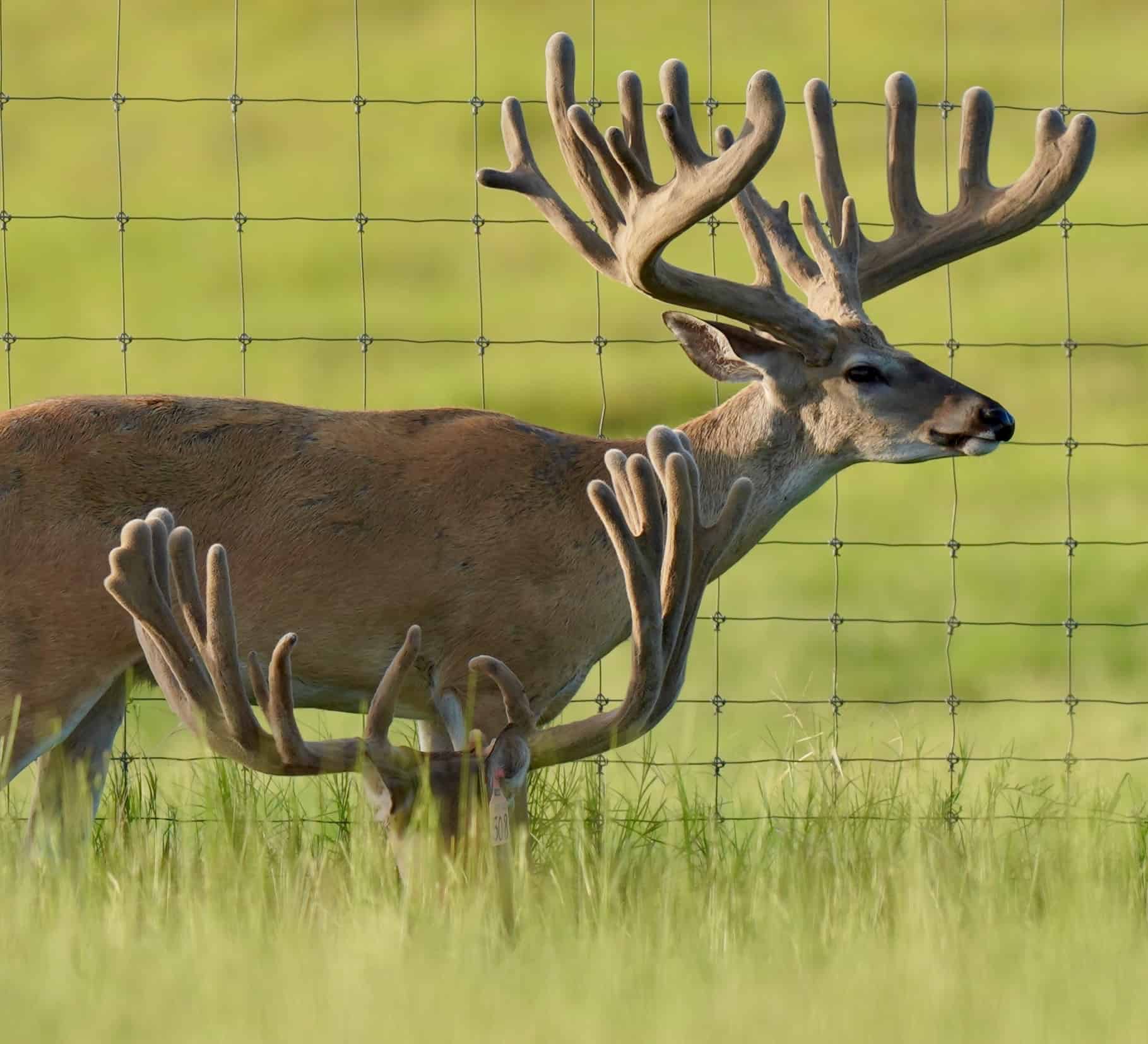This M3 Whitetails buck is growing out nicely at our Texas whitetail deer farm. M3 Whitetails are Texas deer breeders that specialize in raising and selling whitetail Breeder Bucks, whitetail DMP Bucks, whitetail Stocker Bucks, as well as open and bred whitetail does. Big Texas Typicals are what buyers want when buying Texas DMP Bucks, Stocker Bucks, and Breeder Bucks. Our whitetail deer for sale are sure to impress prospective buyers and are priced competitively