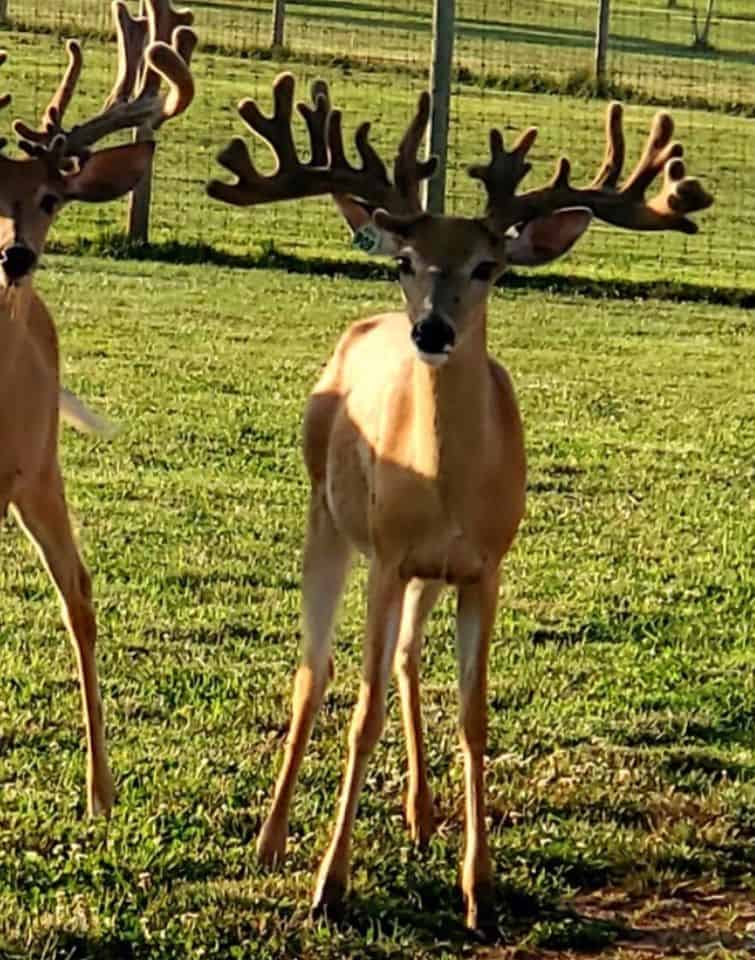 M3 Whitetails are Texas deer breeders that specialize in raising and selling whitetail Breeder Bucks, whitetail DMP Bucks, whitetail Stocker Bucks, as well as open and bred whitetail does. Big Texas Typicals are what buyers want when buying Texas DMP Bucks, Stocker Bucks, and Breeder Bucks. Our whitetail deer for sale are sure to impress prospective buyers and are priced competitively.