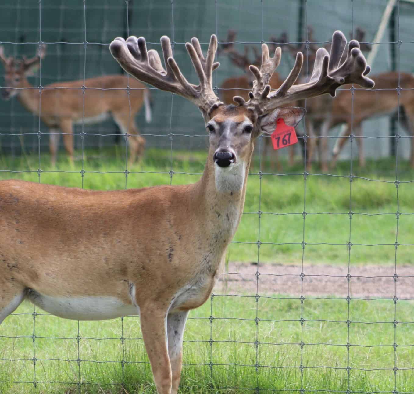 This M3 Whitetails buck is growing out nicely at our Texas whitetail deer farm. M3 Whitetails are Texas deer breeders that specialize in raising and selling whitetail Breeder Bucks, whitetail DMP Bucks, whitetail Stocker Bucks, as well as open and bred whitetail does. Big Texas Typicals are what buyers want when buying Texas DMP Bucks, Stocker Bucks, and Breeder Bucks. Our whitetail deer for sale are sure to impress prospective buyers and are priced competitively.