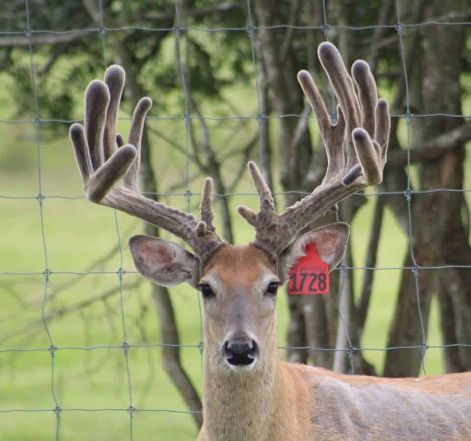This M3 Whitetails buck is growing out nicely at our Texas whitetail deer farm. M3 Whitetails are Texas deer breeders that specialize in raising and selling whitetail Breeder Bucks, whitetail DMP Bucks, whitetail Stocker Bucks, as well as open and bred whitetail does. Big Texas Typicals are what buyers want when buying Texas DMP Bucks, Stocker Bucks, and Breeder Bucks. Our whitetail deer for sale are sure to impress prospective buyers and are priced competitively.