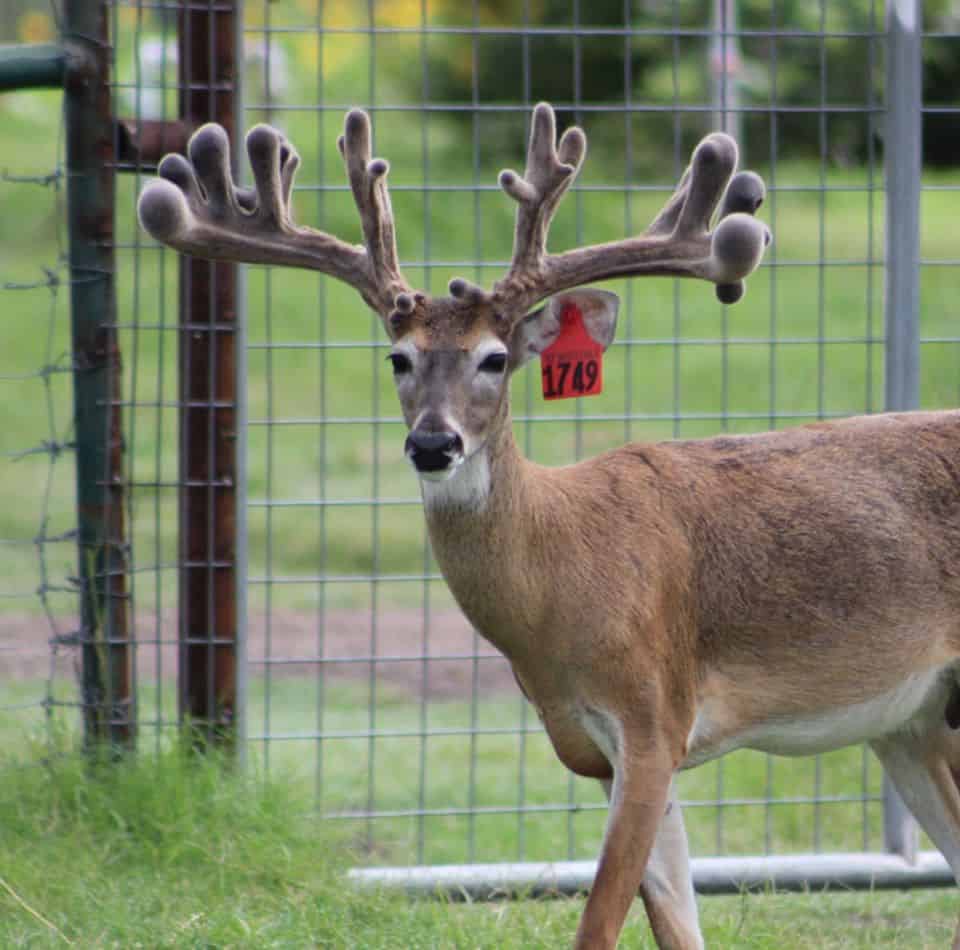 This M3 Whitetails buck is growing out nicely at our Texas whitetail deer farm. M3 Whitetails are Texas deer breeders that specialize in raising and selling whitetail Breeder Bucks, whitetail DMP Bucks, whitetail Stocker Bucks, as well as open and bred whitetail does. Big Texas Typicals are what buyers want when buying Texas DMP Bucks, Stocker Bucks, and Breeder Bucks. Our whitetail deer for sale are sure to impress prospective buyers and are priced competitively.