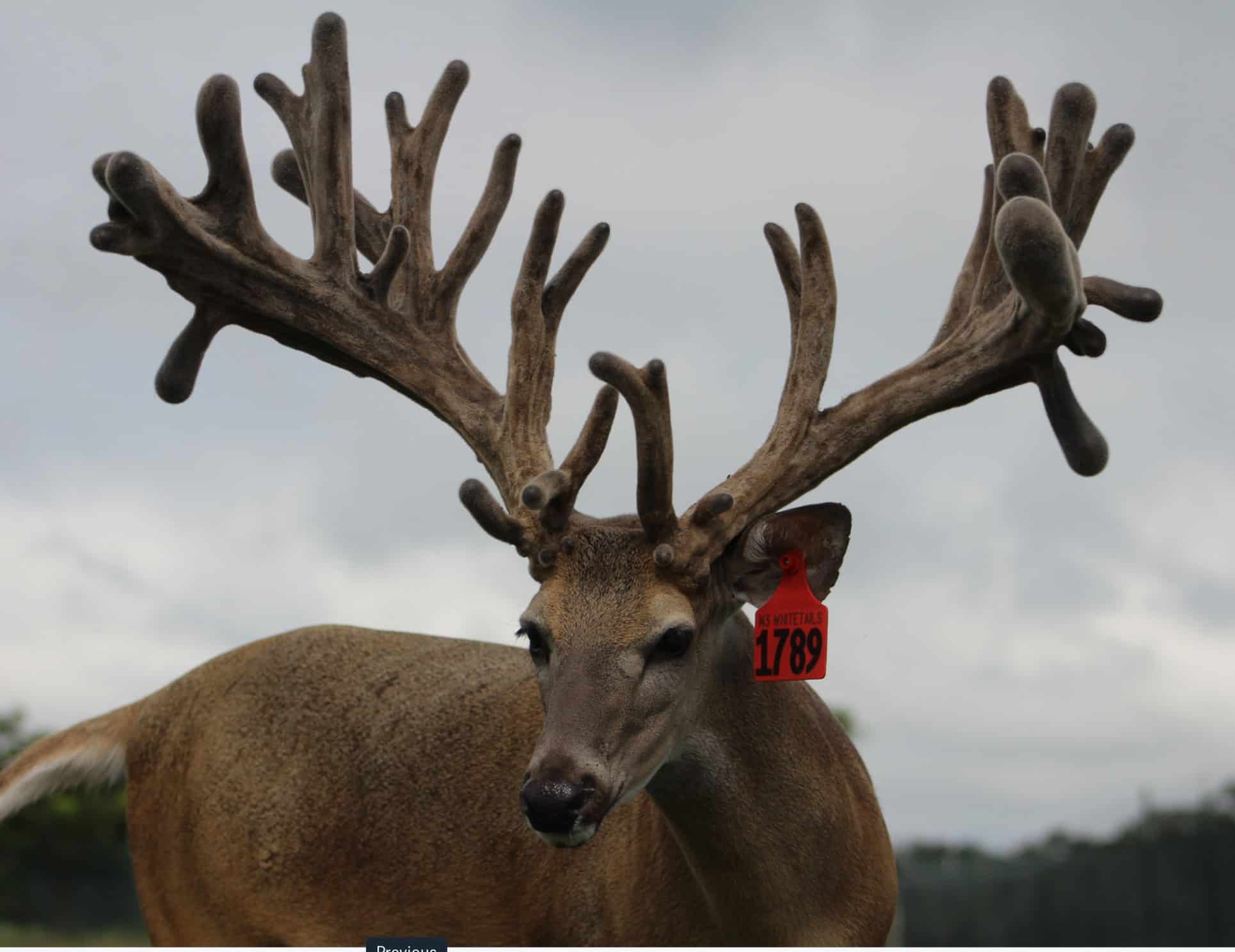This M3 Whitetails buck is growing out nicely at our Texas whitetail deer farm. M3 Whitetails are Texas deer breeders that specialize in raising and selling whitetail Breeder Bucks, whitetail DMP Bucks, whitetail Stocker Bucks, as well as open and bred whitetail does. Big Texas Typicals are what buyers want when buying Texas DMP Bucks, Stocker Bucks, and Breeder Bucks. Our whitetail deer for sale are sure to impress prospective buyers and are priced competitively.