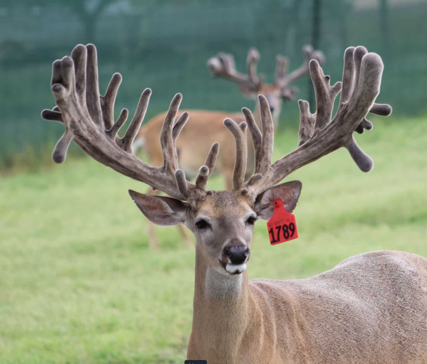This M3 Whitetails buck is growing out nicely at our Texas whitetail deer farm. M3 Whitetails are Texas deer breeders that specialize in raising and selling whitetail Breeder Bucks, whitetail DMP Bucks, whitetail Stocker Bucks, as well as open and bred whitetail does. Big Texas Typicals are what buyers want when buying Texas DMP Bucks, Stocker Bucks, and Breeder Bucks. Our whitetail deer for sale are sure to impress prospective buyers and are priced competitively.