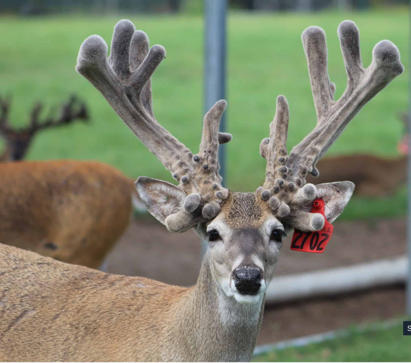 This M3 Whitetails buck is growing out nicely at our Texas whitetail deer farm. M3 Whitetails are Texas deer breeders that specialize in raising and selling whitetail Breeder Bucks, whitetail DMP Bucks, whitetail Stocker Bucks, as well as open and bred whitetail does. Big Texas Typicals are what buyers want when buying Texas DMP Bucks, Stocker Bucks, and Breeder Bucks. Our whitetail deer for sale are sure to impress prospective buyers and are priced competitively.