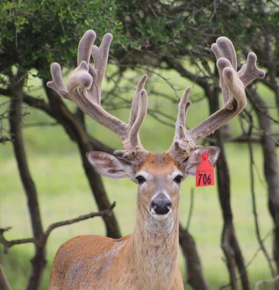 This M3 Whitetails buck is growing out nicely at our Texas whitetail deer farm. M3 Whitetails are Texas deer breeders that specialize in raising and selling whitetail Breeder Bucks, whitetail DMP Bucks, whitetail Stocker Bucks, as well as open and bred whitetail does. Big Texas Typicals are what buyers want when buying Texas DMP Bucks, Stocker Bucks, and Breeder Bucks. Our whitetail deer for sale are sure to impress prospective buyers and are priced competitively.