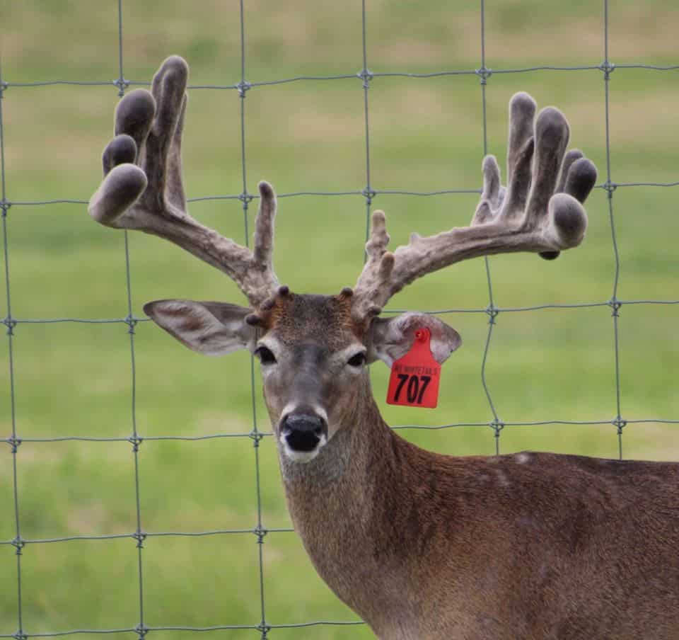 This M3 Whitetails buck is growing out nicely at our Texas whitetail deer farm. M3 Whitetails are Texas deer breeders that specialize in raising and selling whitetail Breeder Bucks, whitetail DMP Bucks, whitetail Stocker Bucks, as well as open and bred whitetail does. Big Texas Typicals are what buyers want when buying Texas DMP Bucks, Stocker Bucks, and Breeder Bucks. Our whitetail deer for sale are sure to impress prospective buyers and are priced competitively.