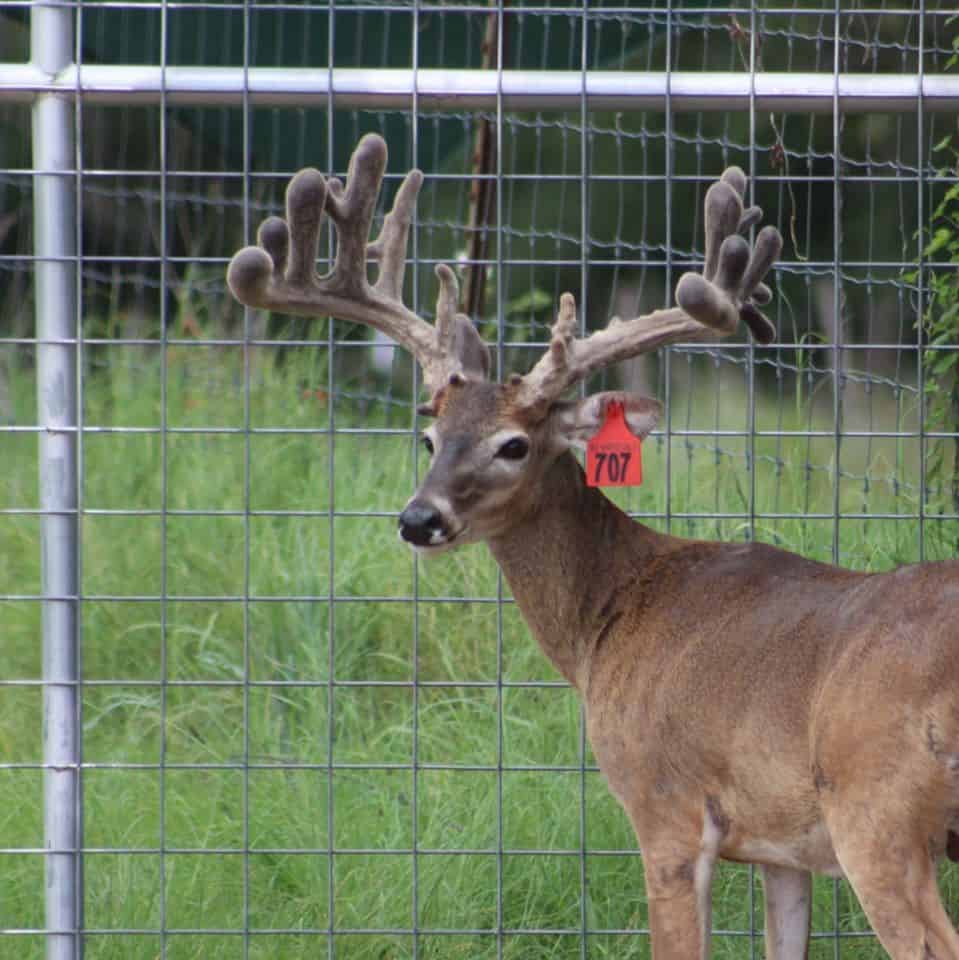 This M3 Whitetails buck is growing out nicely at our Texas whitetail deer farm. M3 Whitetails are Texas deer breeders that specialize in raising and selling whitetail Breeder Bucks, whitetail DMP Bucks, whitetail Stocker Bucks, as well as open and bred whitetail does. Big Texas Typicals are what buyers want when buying Texas DMP Bucks, Stocker Bucks, and Breeder Bucks. Our whitetail deer for sale are sure to impress prospective buyers and are priced competitively.