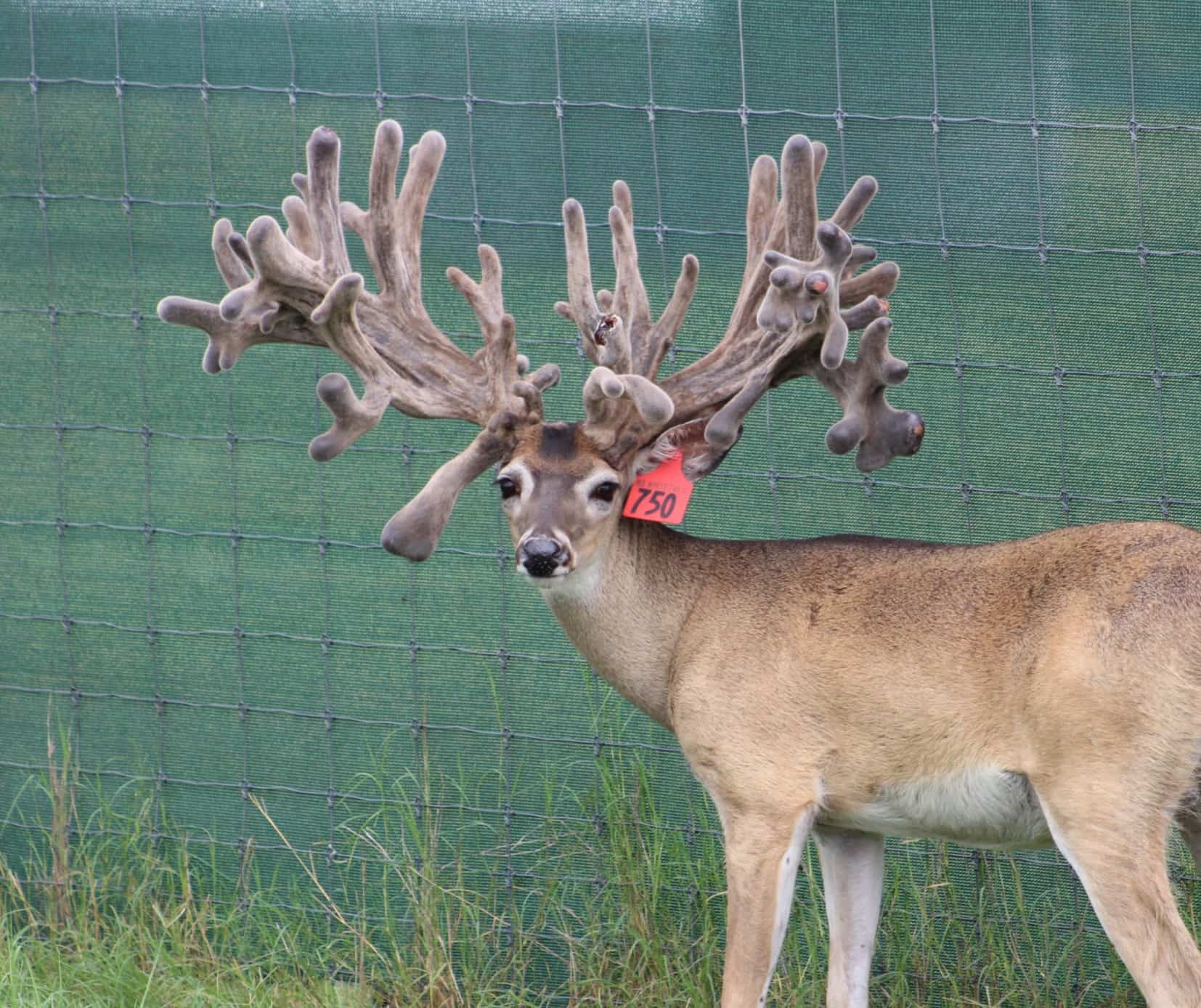 This M3 Whitetails buck is growing out nicely at our Texas whitetail deer farm. M3 Whitetails are Texas deer breeders that specialize in raising and selling whitetail Breeder Bucks, whitetail DMP Bucks, whitetail Stocker Bucks, as well as open and bred whitetail does. Big Texas Typicals are what buyers want when buying Texas DMP Bucks, Stocker Bucks, and Breeder Bucks. Our whitetail deer for sale are sure to impress prospective buyers and are priced competitively.