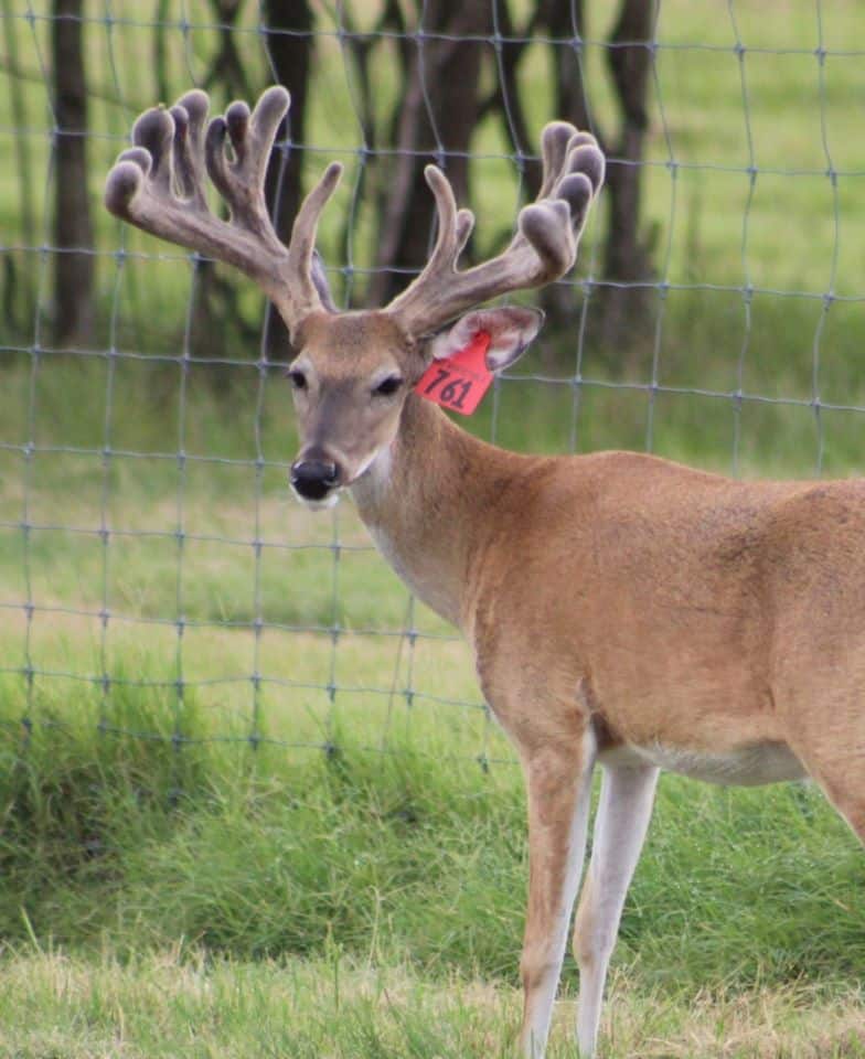This M3 Whitetails buck is growing out nicely at our Texas whitetail deer farm. M3 Whitetails are Texas deer breeders that specialize in raising and selling whitetail Breeder Bucks, whitetail DMP Bucks, whitetail Stocker Bucks, as well as open and bred whitetail does. Big Texas Typicals are what buyers want when buying Texas DMP Bucks, Stocker Bucks, and Breeder Bucks. Our whitetail deer for sale are sure to impress prospective buyers and are priced competitively.