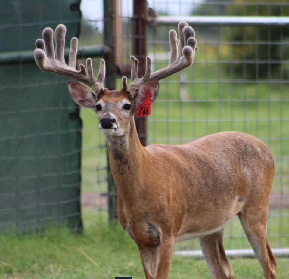 This M3 Whitetails buck is growing out nicely at our Texas whitetail deer farm. M3 Whitetails are Texas deer breeders that specialize in raising and selling whitetail Breeder Bucks, whitetail DMP Bucks, whitetail Stocker Bucks, as well as open and bred whitetail does. Big Texas Typicals are what buyers want when buying Texas DMP Bucks, Stocker Bucks, and Breeder Bucks. Our whitetail deer for sale are sure to impress prospective buyers and are priced competitively.