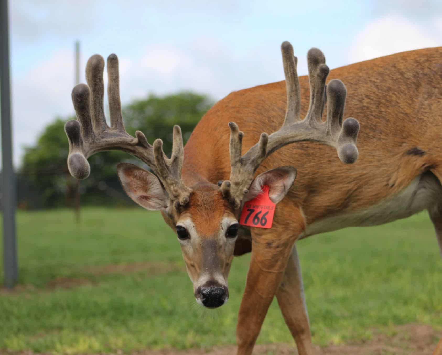 This M3 Whitetails buck is growing out nicely at our Texas whitetail deer farm. M3 Whitetails are Texas deer breeders that specialize in raising and selling whitetail Breeder Bucks, whitetail DMP Bucks, whitetail Stocker Bucks, as well as open and bred whitetail does. Big Texas Typicals are what buyers want when buying Texas DMP Bucks, Stocker Bucks, and Breeder Bucks. Our whitetail deer for sale are sure to impress prospective buyers and are priced competitively.