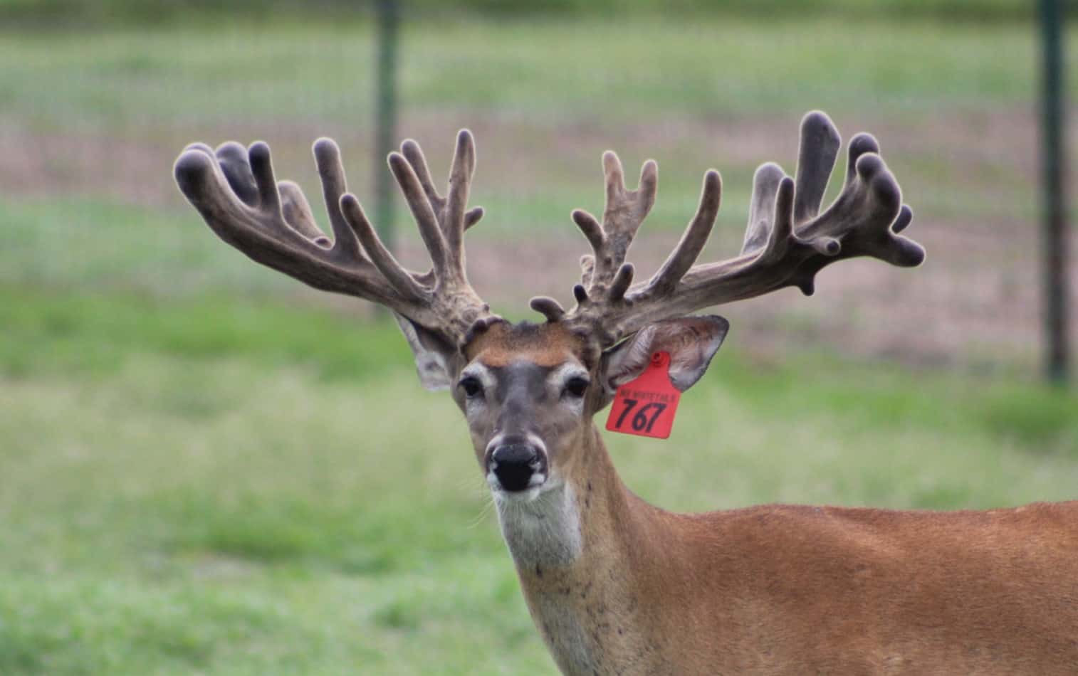 This M3 Whitetails buck is growing out nicely at our Texas whitetail deer farm. M3 Whitetails are Texas deer breeders that specialize in raising and selling whitetail Breeder Bucks, whitetail DMP Bucks, whitetail Stocker Bucks, as well as open and bred whitetail does. Big Texas Typicals are what buyers want when buying Texas DMP Bucks, Stocker Bucks, and Breeder Bucks. Our whitetail deer for sale are sure to impress prospective buyers and are priced competitively.