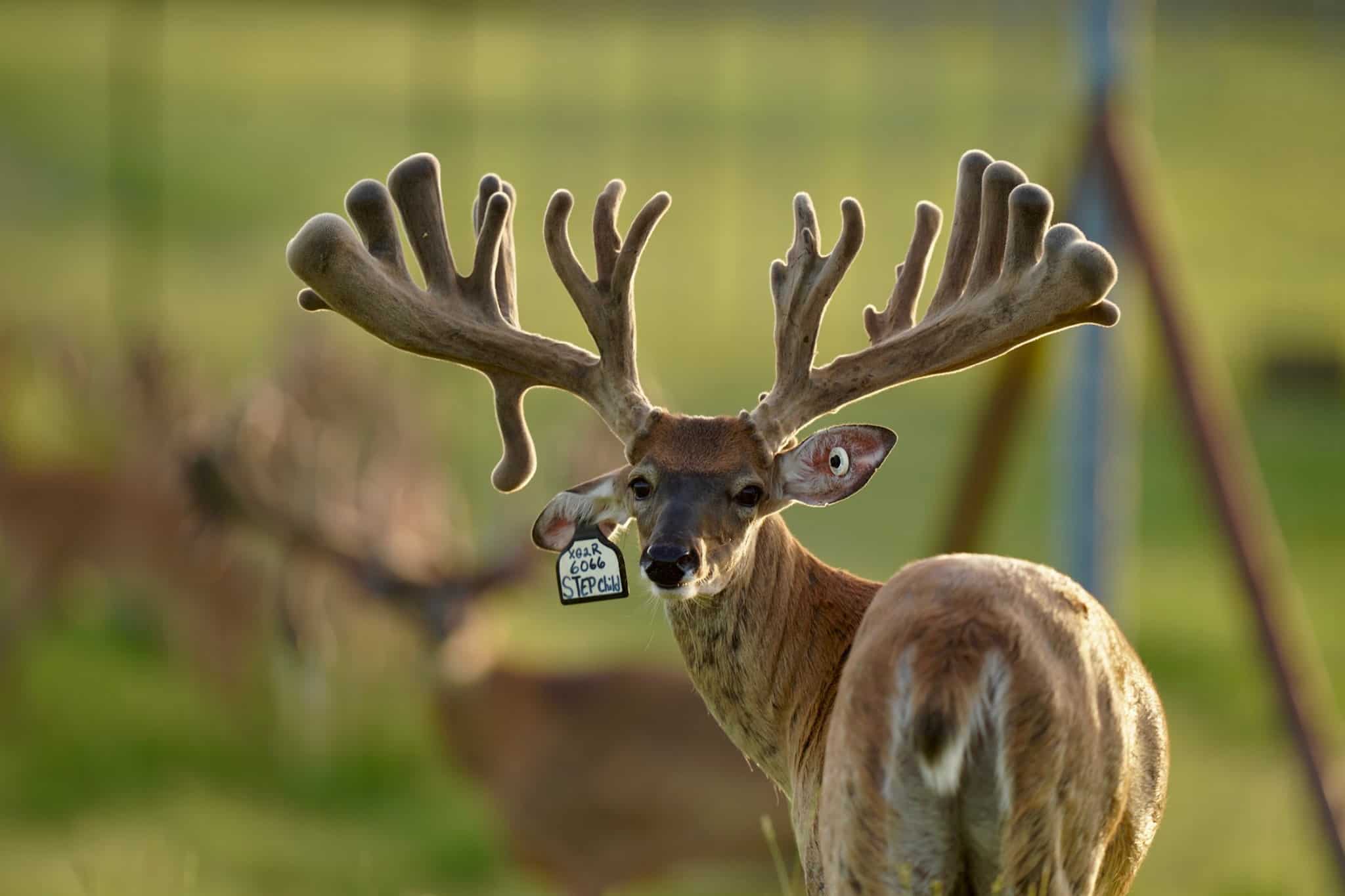This M3 Whitetails buck is growing out nicely at our Texas whitetail deer farm. M3 Whitetails are Texas deer breeders that specialize in raising and selling whitetail Breeder Bucks, whitetail DMP Bucks, whitetail Stocker Bucks, as well as open and bred whitetail does. Big Texas Typicals are what buyers want when buying Texas DMP Bucks, Stocker Bucks, and Breeder Bucks. Our whitetail deer for sale are sure to impress prospective buyers and are priced competitively.