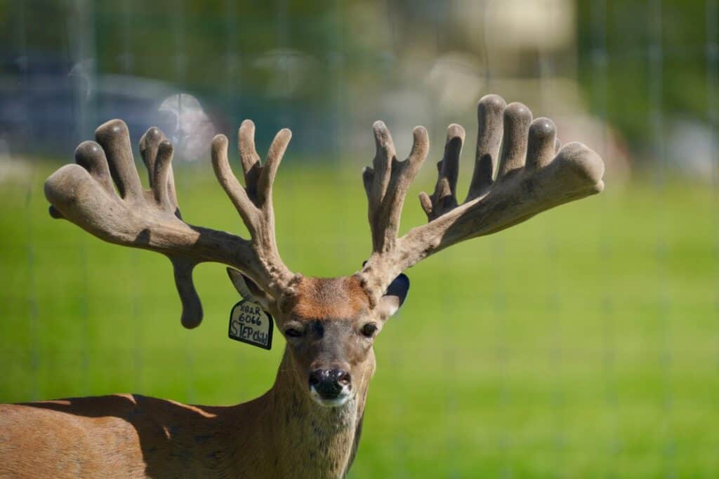 This M3 Whitetails buck is growing out nicely at our Texas whitetail deer farm. M3 Whitetails are Texas deer breeders that specialize in raising and selling whitetail Breeder Bucks, whitetail DMP Bucks, whitetail Stocker Bucks, as well as open and bred whitetail does. Big Texas Typicals are what buyers want when buying Texas DMP Bucks, Stocker Bucks, and Breeder Bucks. Our whitetail deer for sale are sure to impress prospective buyers and are priced competitively.