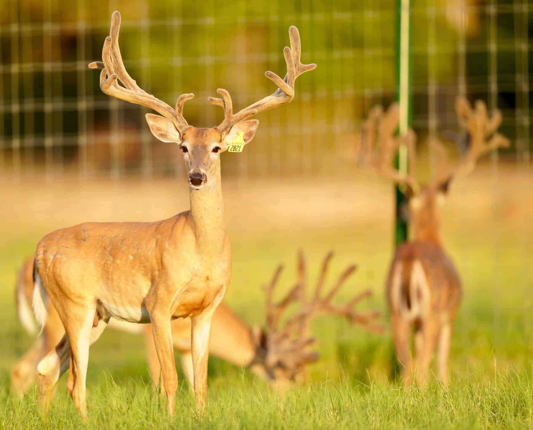These M3 Whitetails bucks are growing out nicely at our Texas whitetail deer farm. M3 Whitetails are Texas deer breeders that specialize in raising and selling whitetail Breeder Bucks, whitetail DMP Bucks, whitetail Stocker Bucks, as well as open and bred whitetail does. Big Texas Typicals are what buyers want when buying Texas DMP Bucks, Stocker Bucks, and Breeder Bucks. Our whitetail deer for sale are sure to impress prospective buyers and are priced competitively.