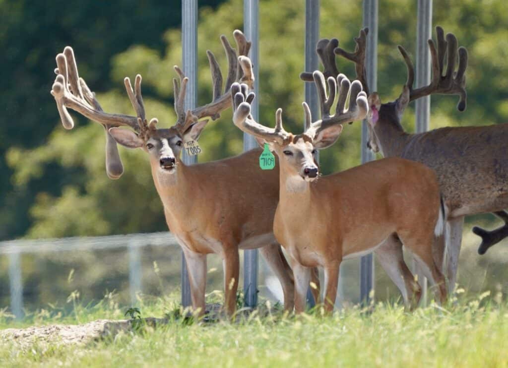 These M3 Whitetails bucks are growing out nicely at our Texas whitetail deer farm. M3 Whitetails are Texas deer breeders that specialize in raising and selling whitetail Breeder Bucks, whitetail DMP Bucks, whitetail Stocker Bucks, as well as open and bred whitetail does. Big Texas Typicals are what buyers want when buying Texas DMP Bucks, Stocker Bucks, and Breeder Bucks. Our whitetail deer for sale are sure to impress prospective buyers and are priced competitively.